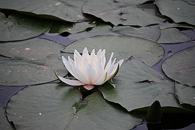 《我的世界》2022全球嘉年华公布 10月15日开启